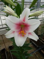 [4551 VH27 No02.JPG]